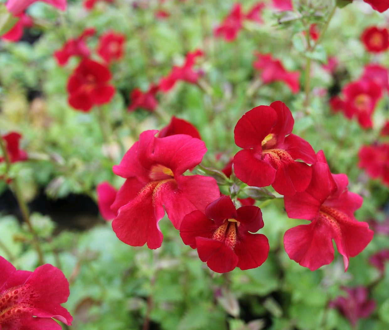 Mimulus cupreus Red Emperor Seeds