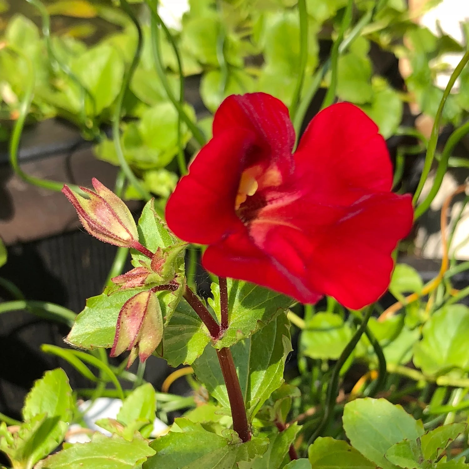 Mimulus cupreus Red Emperor Seeds