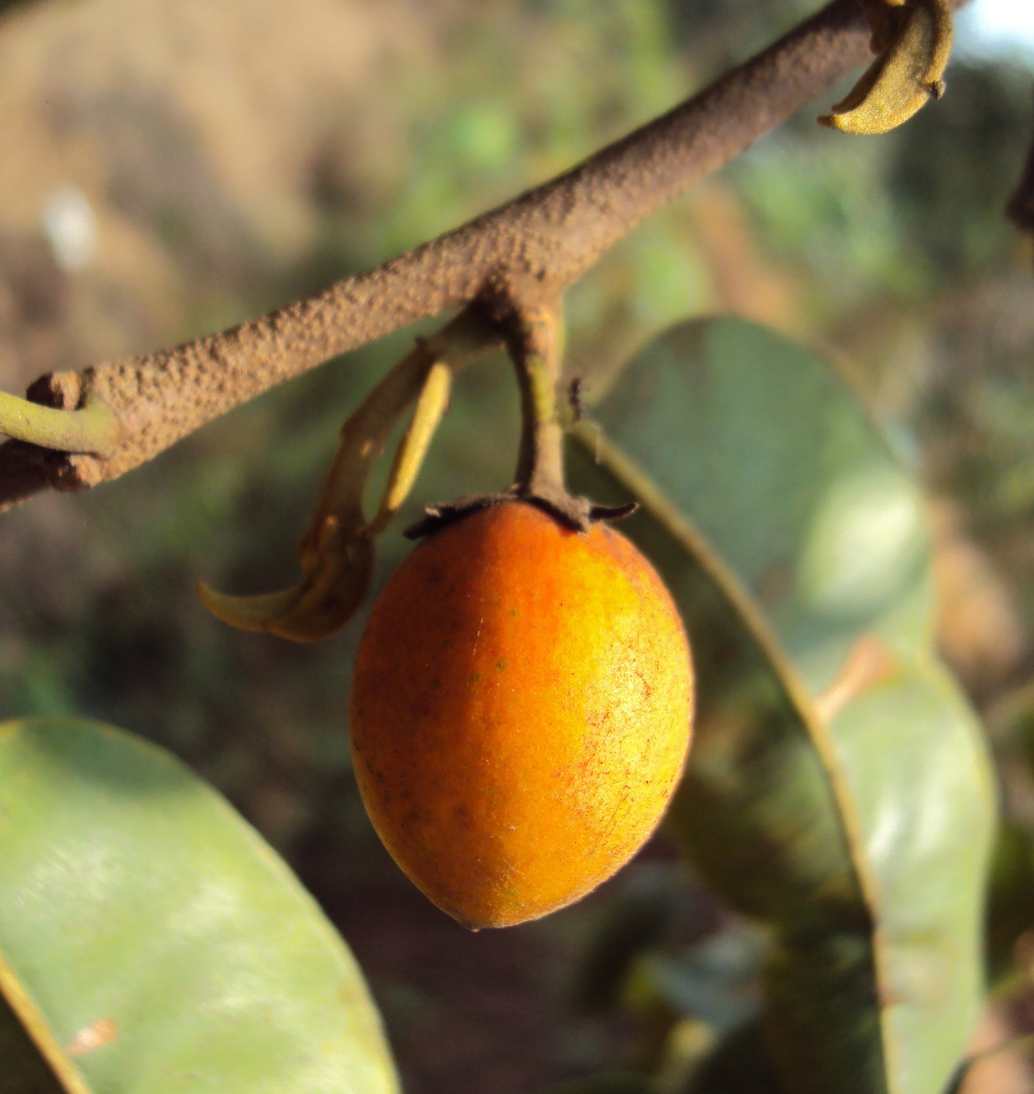 Mimusops Elengi (Bael Tree) Seeds