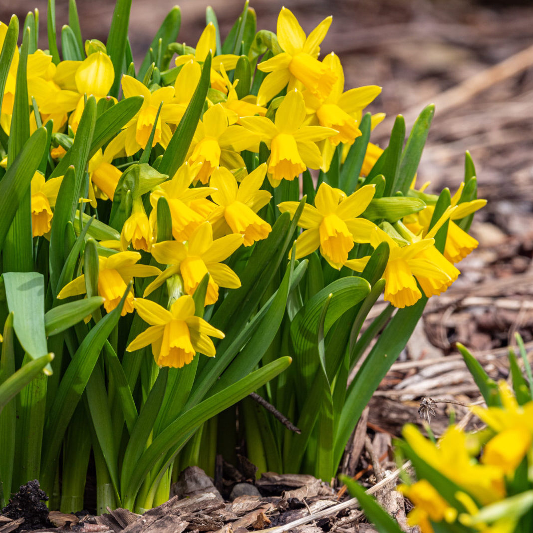 Daffodil Bulbs (Miniature) - Tete a Tete