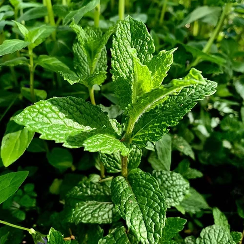 Mint Mentha Seeds for Planting - Fresh Herb