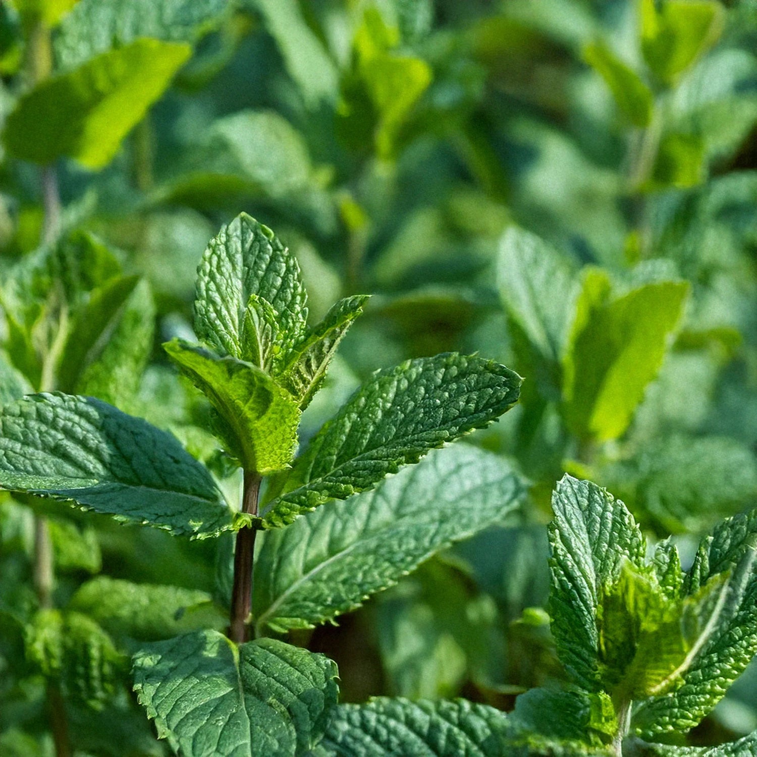 Sea Green Mint Seeds – Minty Freshness for Tea-Heirloom & Non-GMO Seeds for planting – Fresh Herb for Your Garden