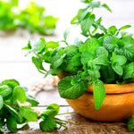 Mint_perennial herb_growing_in_patio pots_kitchen use