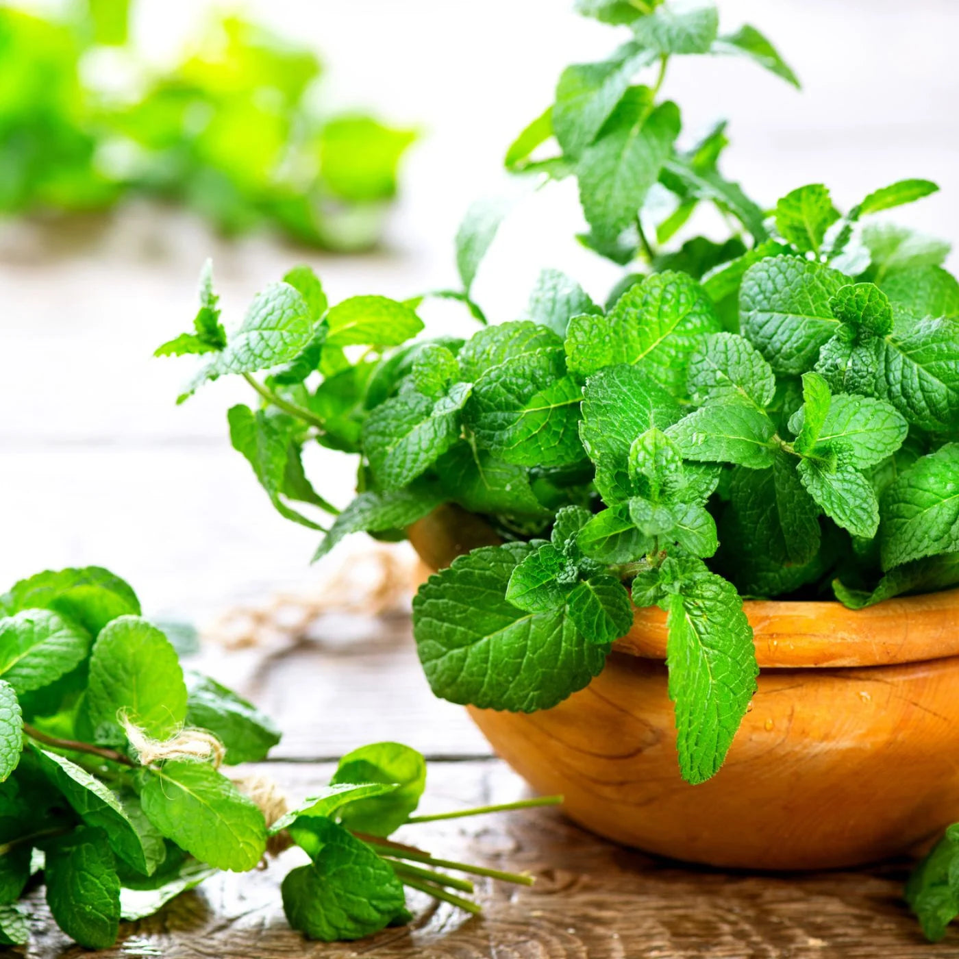 Mint_perennial herb_growing_in_patio pots_kitchen use