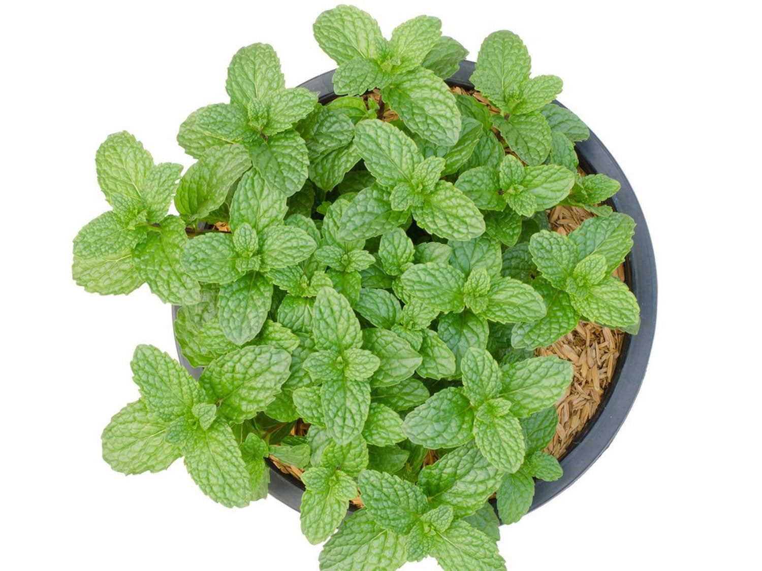 Mint seeds_packet_fragrant leaves_planting_culinary herb
