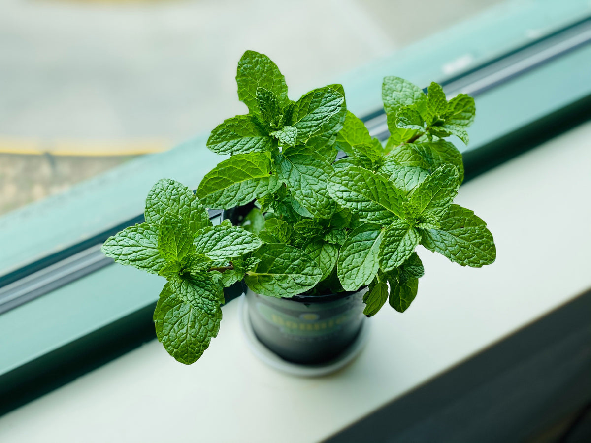 Spearmint plant growing vigorously in a large terracotta pot, containment planting