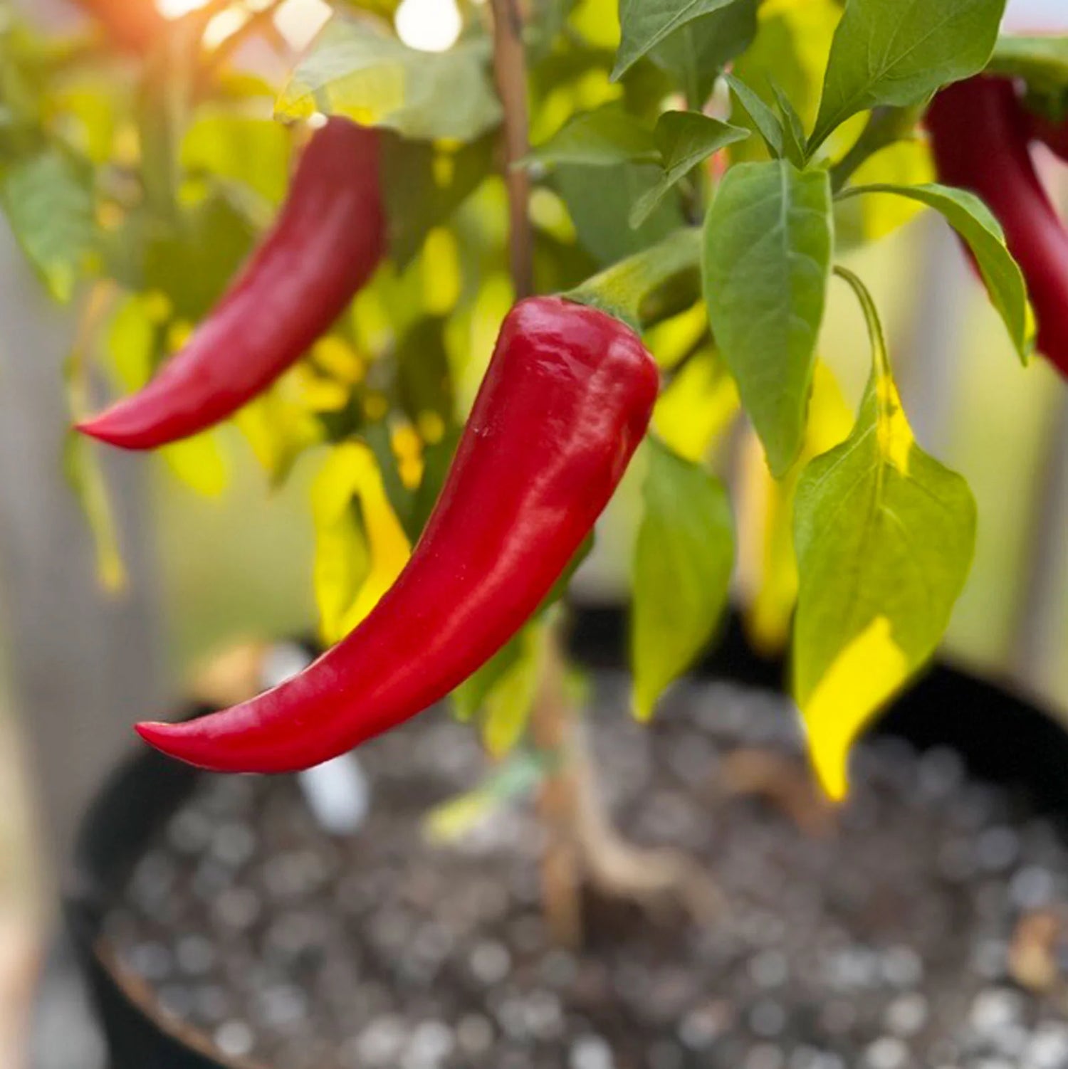 Mirasol Pepper Vegetable Seeds for Planting