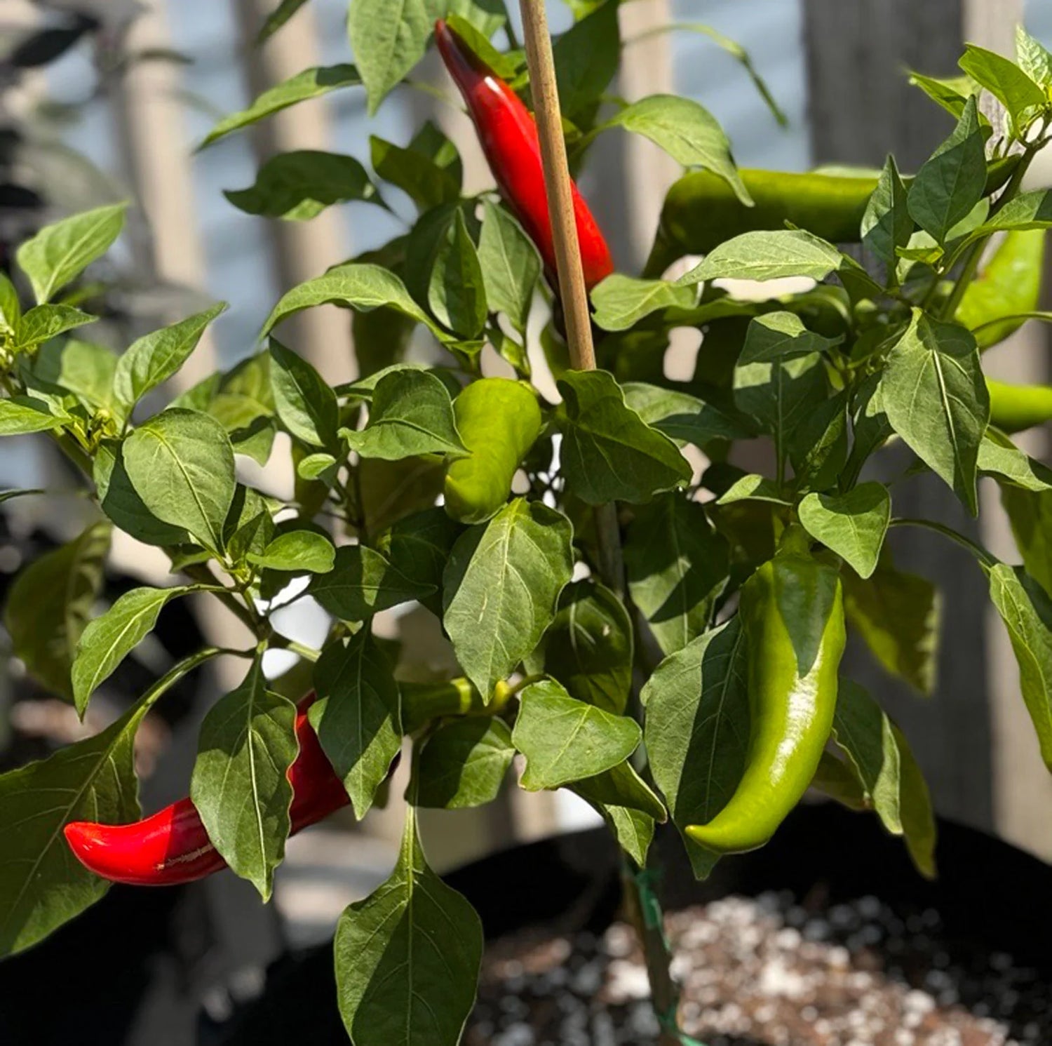 Mirasol Pepper Vegetable Seeds for Planting