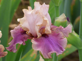 Miss Purl Tall Bearded Iris