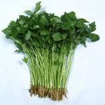 Mature Mitsuba Japanese Parsley plant with triple leaves growing in a shady garden