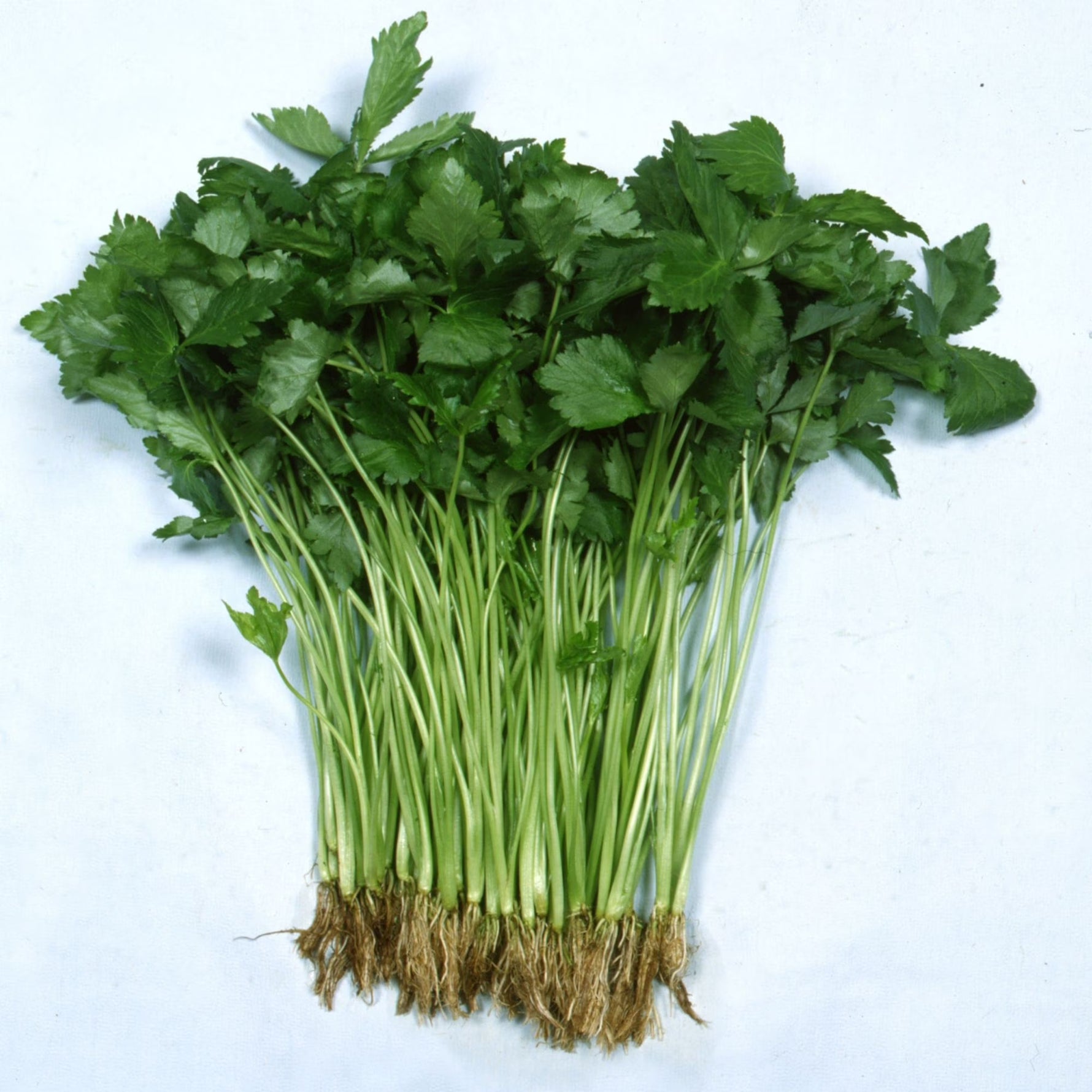 Mature Mitsuba Japanese Parsley plant with triple leaves growing in a shady garden