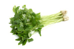 Germination of Mitsuba Japanese Parsley seeds