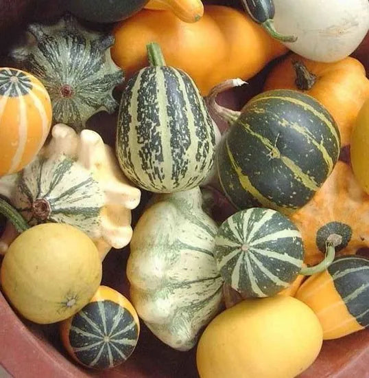 Annul Vine Cucurbita Pepo Var. Ovifera heirloom non-gmo organic garden seeds