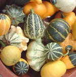 Annul Vine Cucurbita Pepo Var. Ovifera heirloom non-gmo organic garden seeds