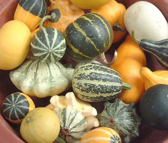Annul Vine Cucurbita Pepo Var. Ovifera – Heirloom, Non-GMO, High Germination Organic Garden Seeds