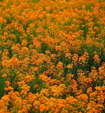 Biennial Flower Erysimum Amurense heirloom non-gmo organic garden seeds