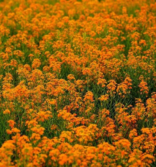 Biennial Flower Erysimum Amurense heirloom non-gmo organic garden seeds