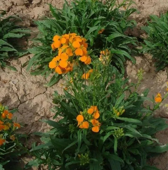 Biennial Flower Erysimum Amurense – Heirloom, Non-GMO, High Germination Organic Garden Seeds