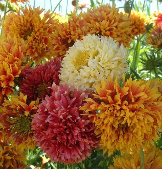 Gaillardia Sundace Annual Herb Flower heirloom non-gmo organic garden seeds