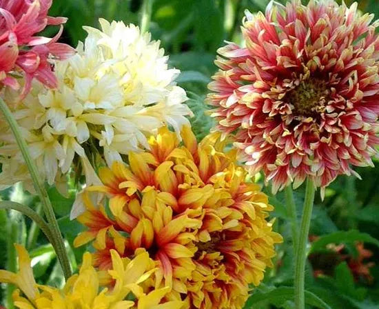 Gaillardia Sundace Annual Herb Flower – Heirloom, Non-GMO, High Germination Organic Garden Seeds