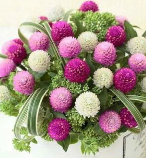 Gomphrena Globosa Annual Herb Flower heirloom non-gmo organic garden seeds
