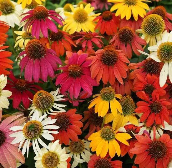 Perennial Varieties Flower Echinacea Purpurea heirloom non-gmo organic garden seeds