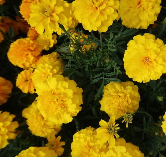 Fast Growing Marigold Flower For Sowing – Heirloom, Non-GMO, High Germination Organic Garden Seeds