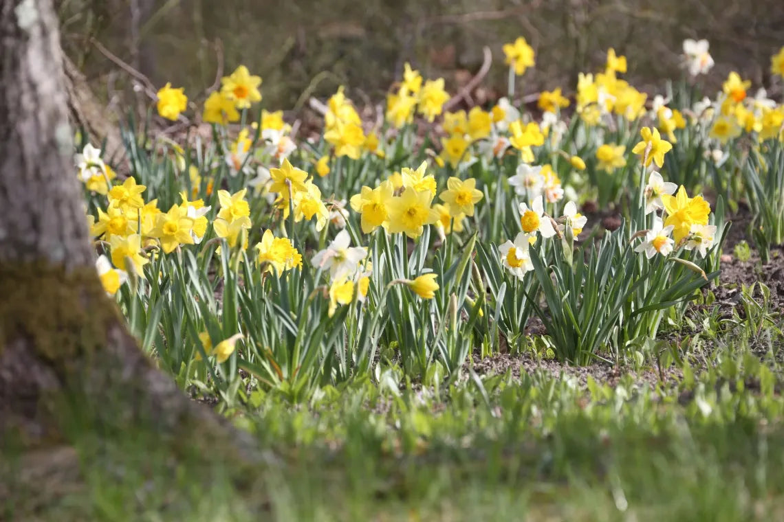 Narcissus Naturalizing Dream Mix Daffodil Seeds