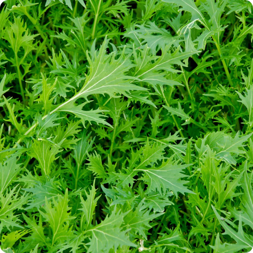 Green Mizuna Vegetable Seeds for Planting heirloom & Non-GMO Seeds