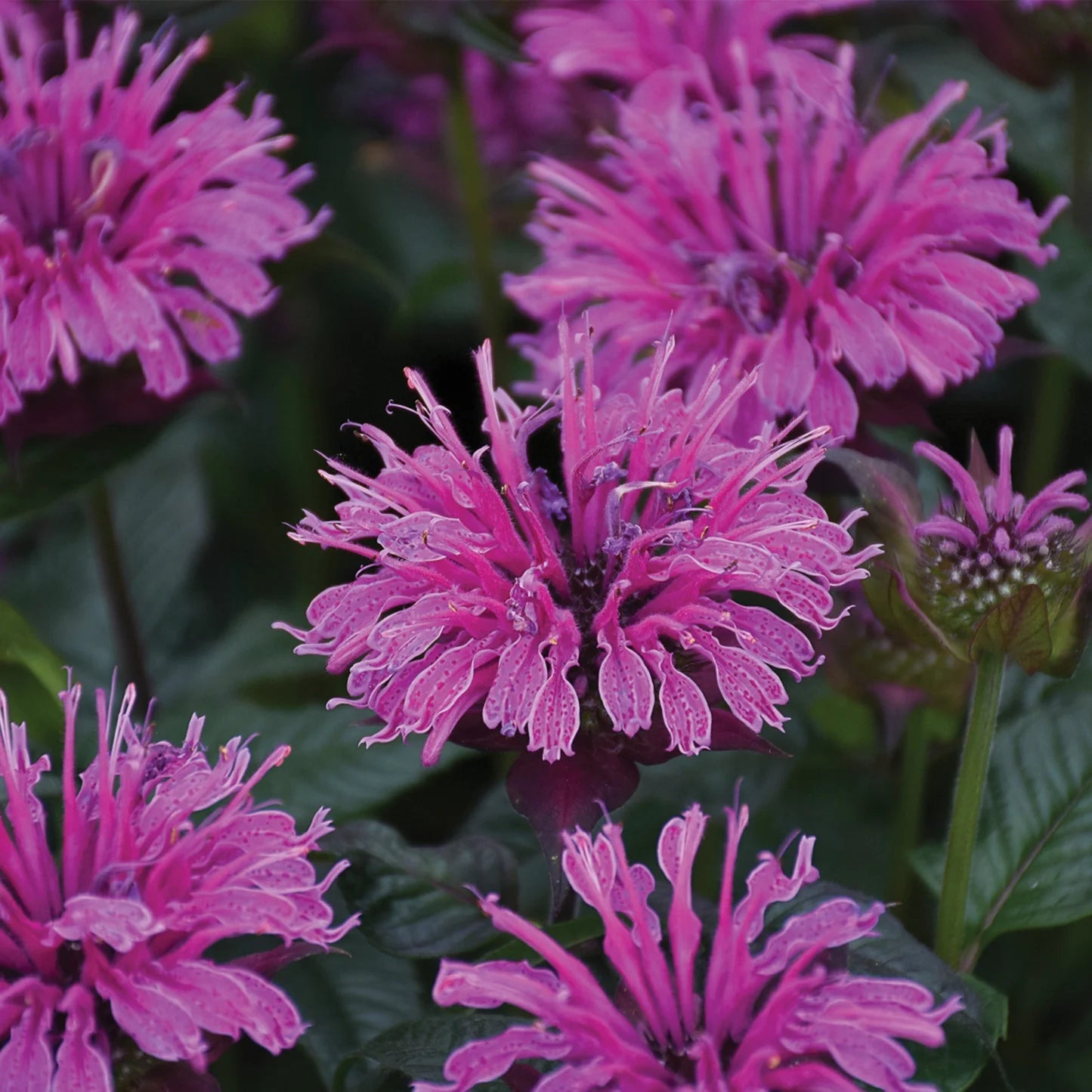 Monarda Upscale Lavender Taffeta Bee Balm