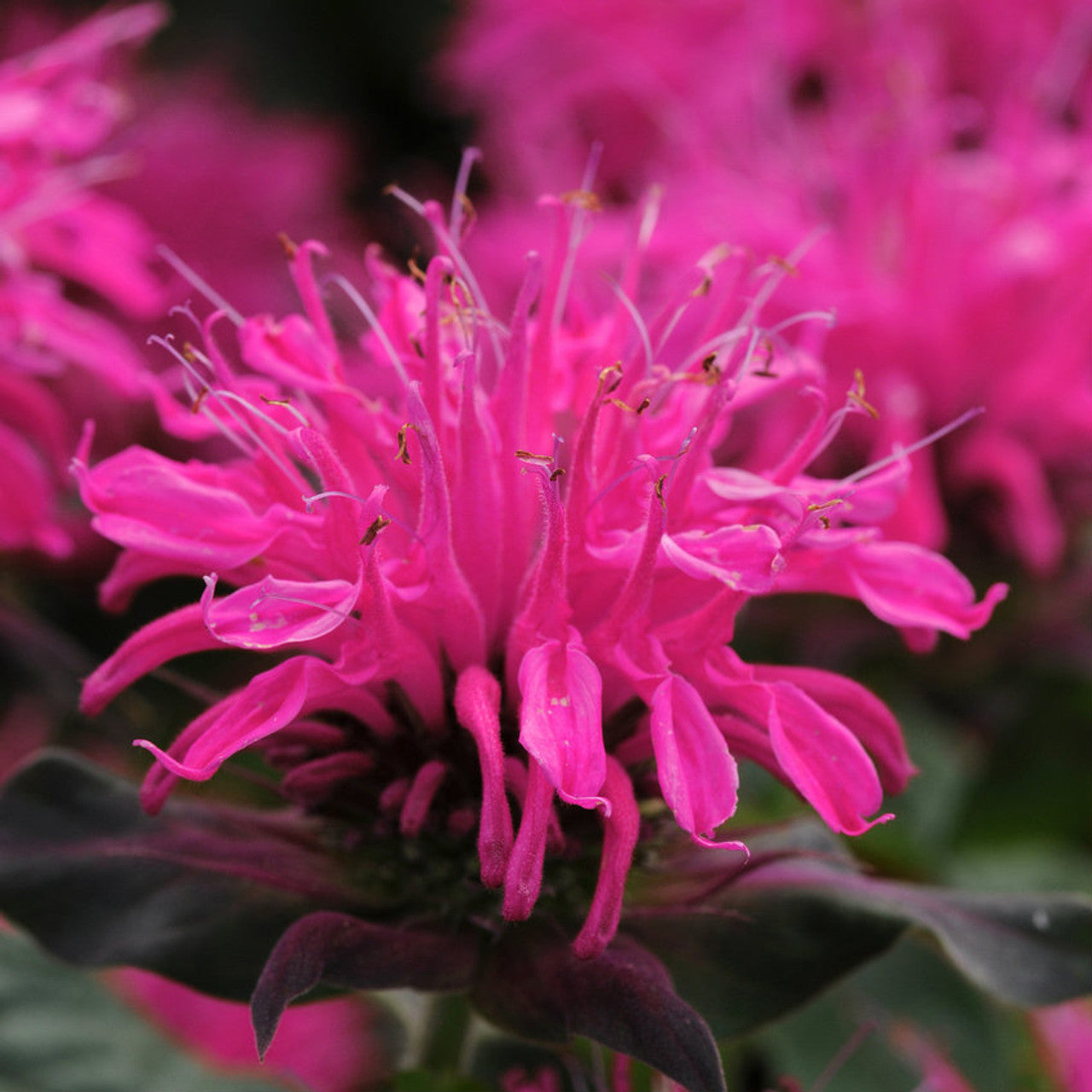 Monarda Balmy Rose