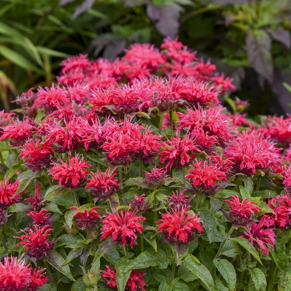 Monarda Sugar Buzz Cherry Pops