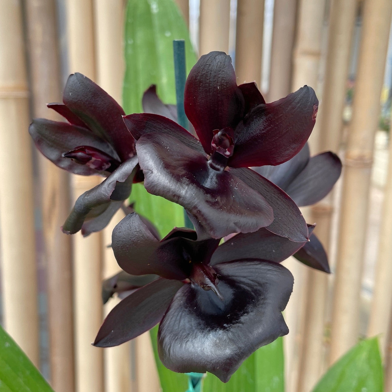 Black Samen Orchidee Seeds for Planting