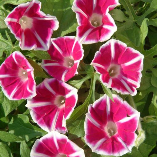 Morning Glory Rosita Open Pollinated heirloom non-gmo garden seeds