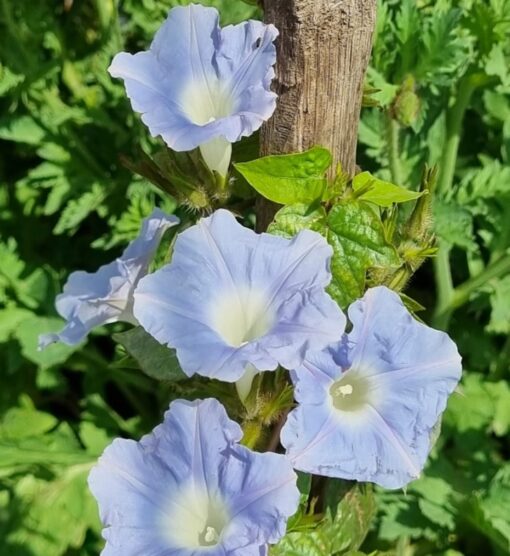 Morning Glory Sky Blue heirloom non-gmo garden seeds