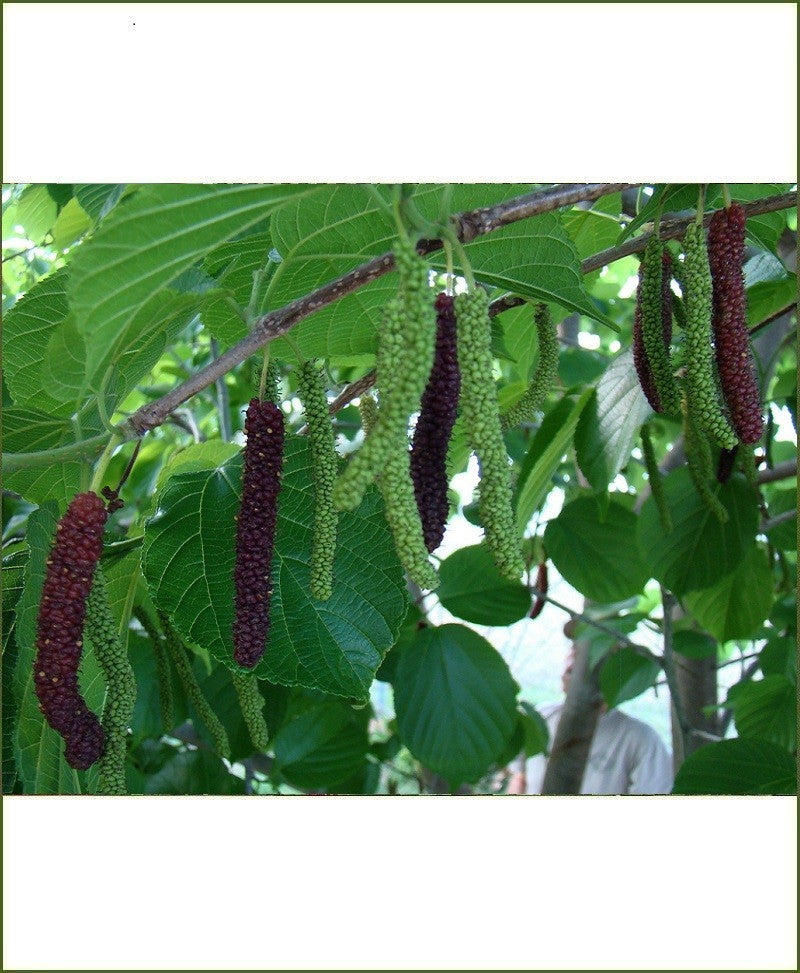 Himalayan Mulberry (Morus serrata)