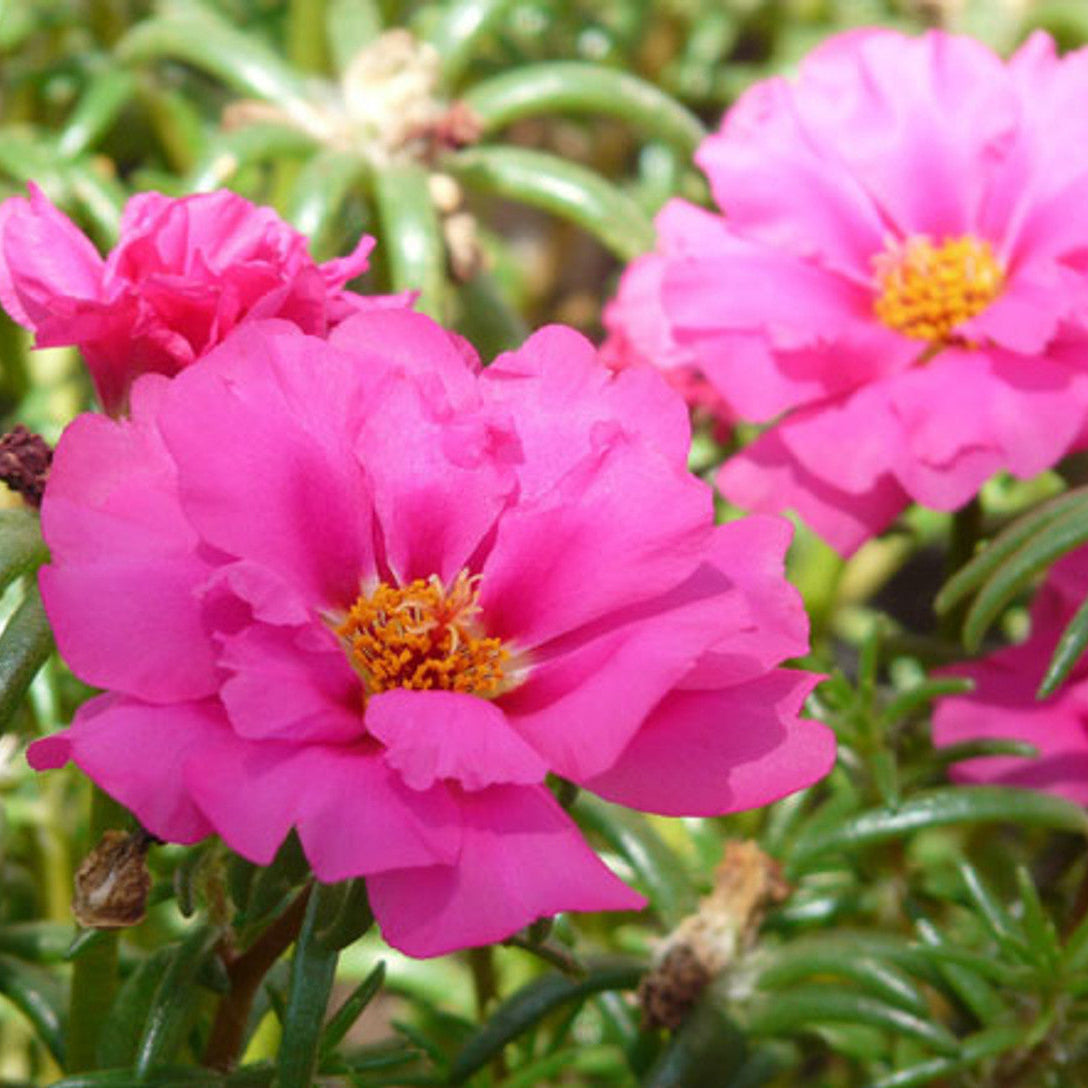 Moss Rose Pink - Seeds - Succulent Portulaca grandiflora – Heirloom, Non-GMO, High Germination Organic Garden Seeds
