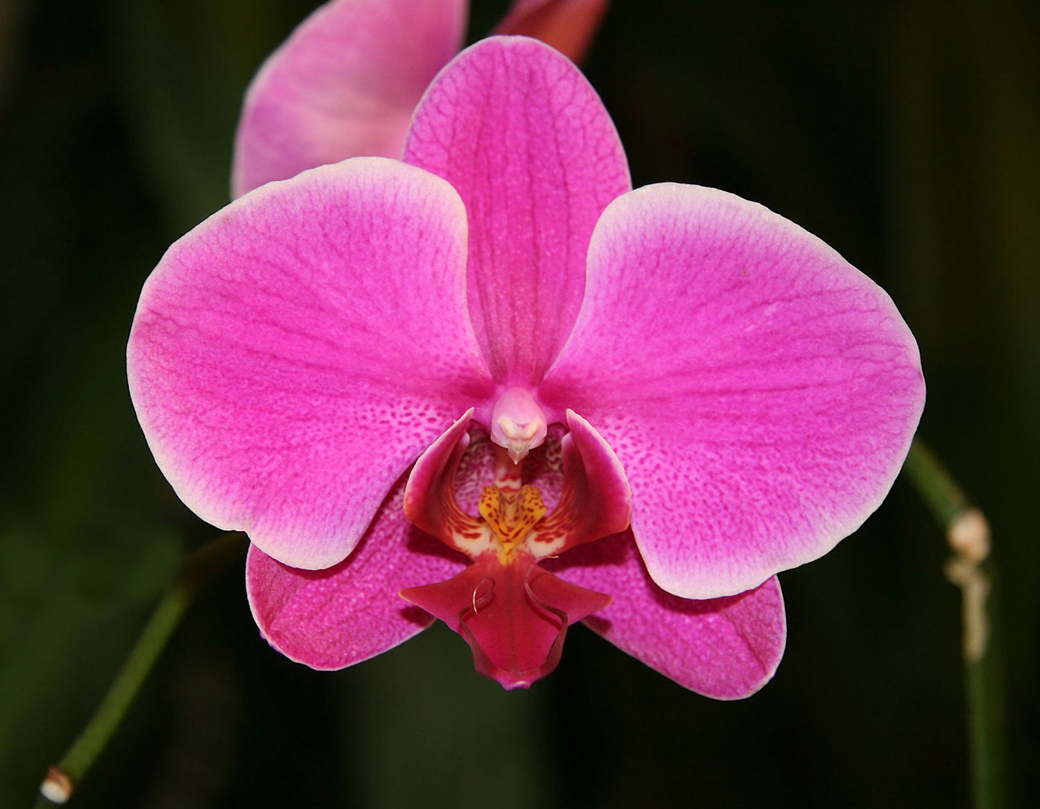 Phalaenopsis Orchid Seeds