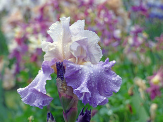 Mother Earth Tall Bearded Iris