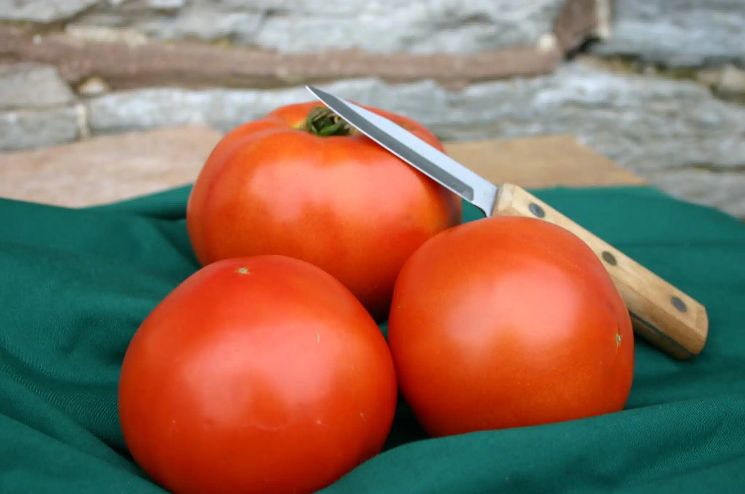Mountain Fresh Plus Hybrid Tomato Seeds | Large Firm Market-Quality Slicers – Heirloom, Non-GMO, High Germination Organic Garden Seeds