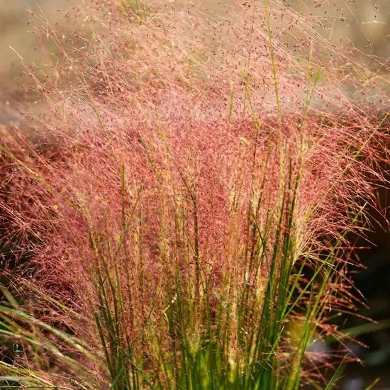 Muhlenbergia Capillaris Salt Tolerant Annul Herb Flower heirloom non-gmo organic garden seeds