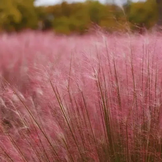 Muhlenbergia Capillaris Salt Tolerant Annul Herb Flower – Heirloom, Non-GMO, High Germination Organic Garden Seeds