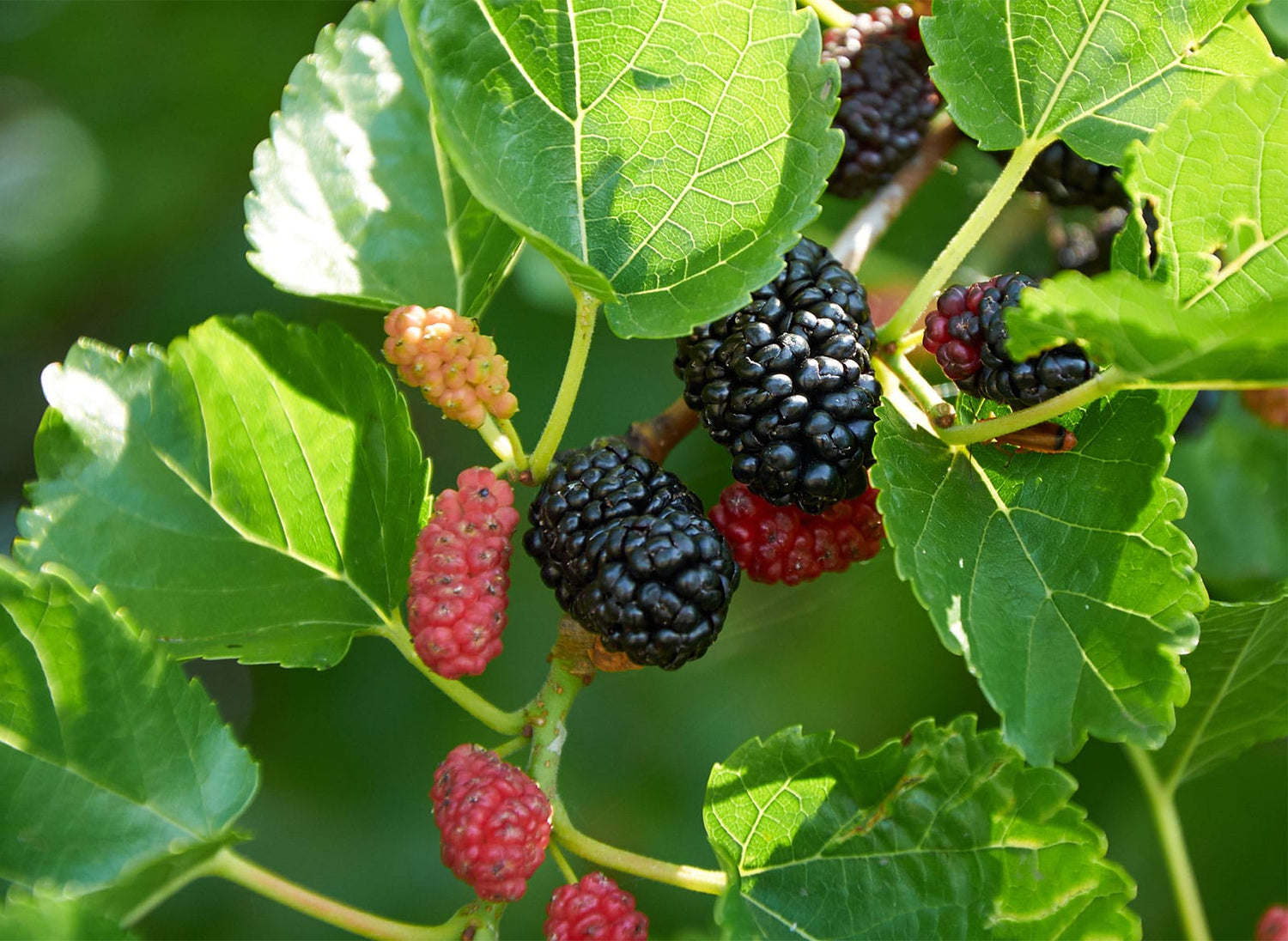 Natural Mulberry Fruit Tree Seeds