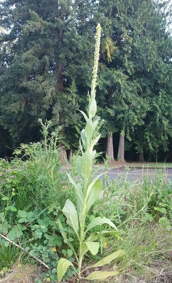 Green Verbascum Thapsus Plant Seeds for Planting - NON GMO Seeds Dhara Seeds