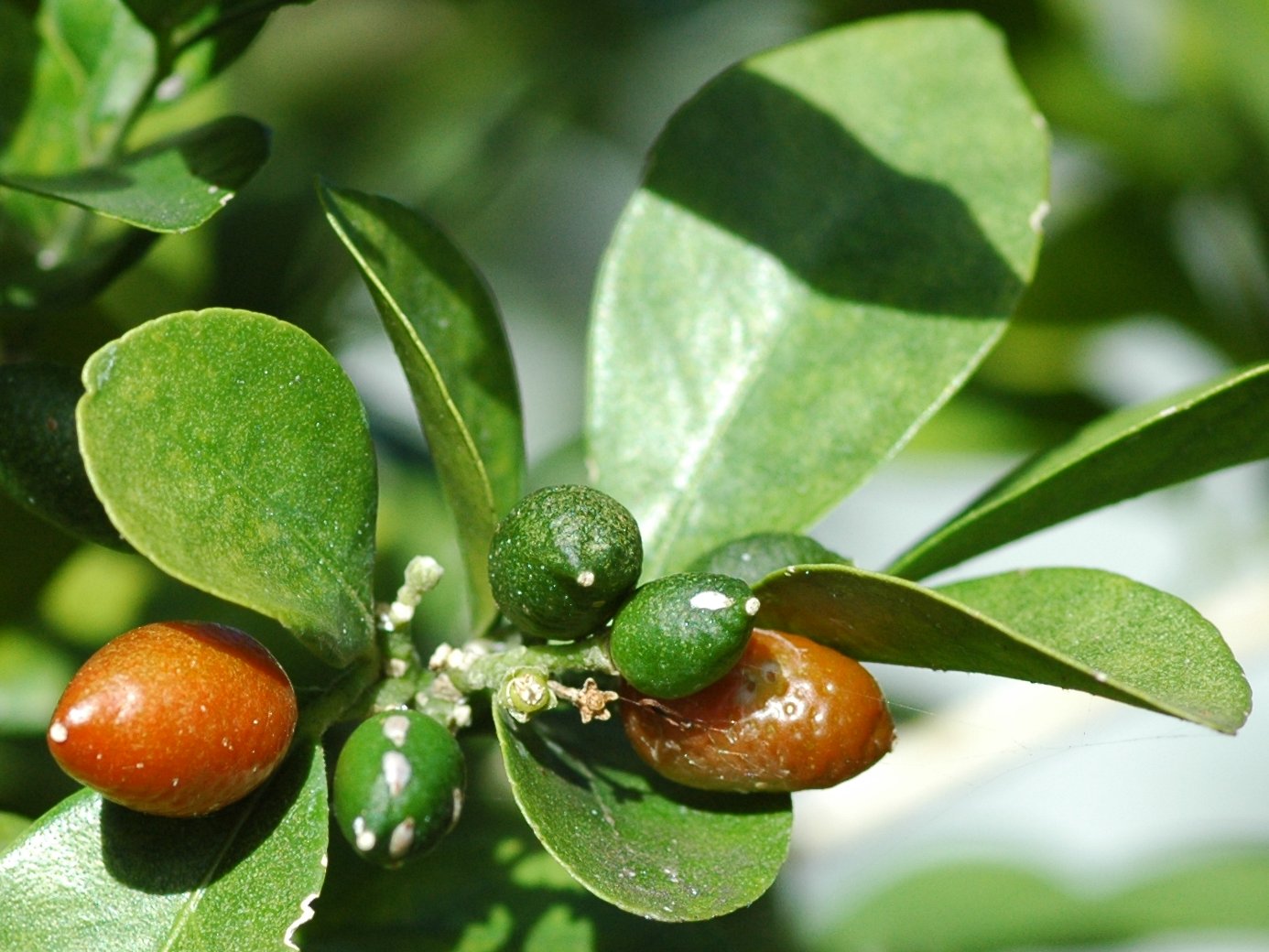 Murraya Fruit (Murraya exotica) Seeds