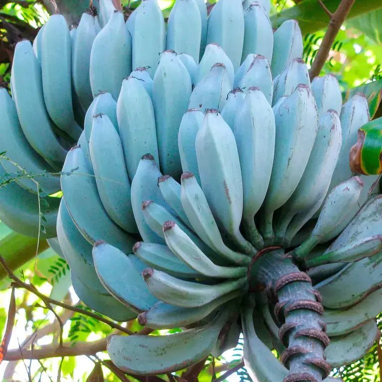 Java Blue Reeds Blue Java Banana (Ice Cream Banana) Fruit Seeds for Planting - Tropical ...