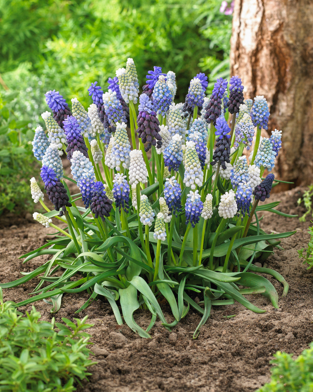 Grape Hyacinth Bulbs (Muscari) - Delft Blue Mix