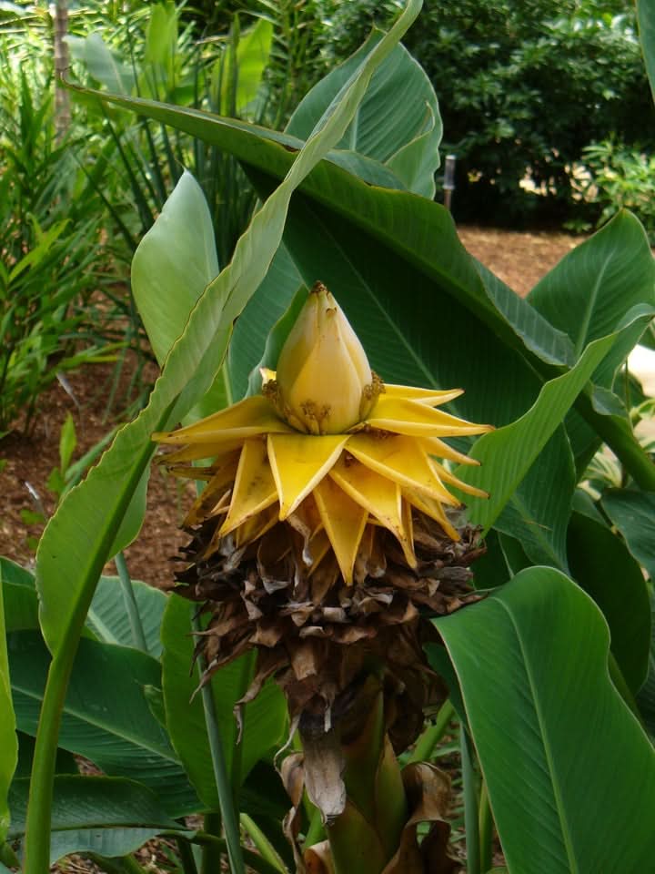 Musella Lasiocarpa Seeds - Heirloom Rare Garden Plant – Dharaseeds