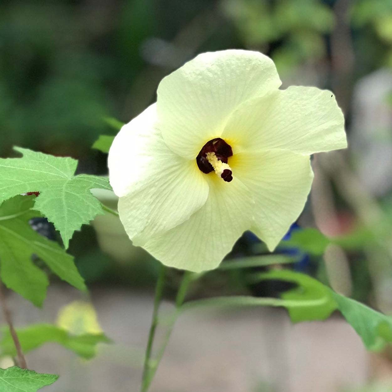 Premium Non-GMO Musk Mallow seeds packet (Abelmoschus moschatus) for planting.