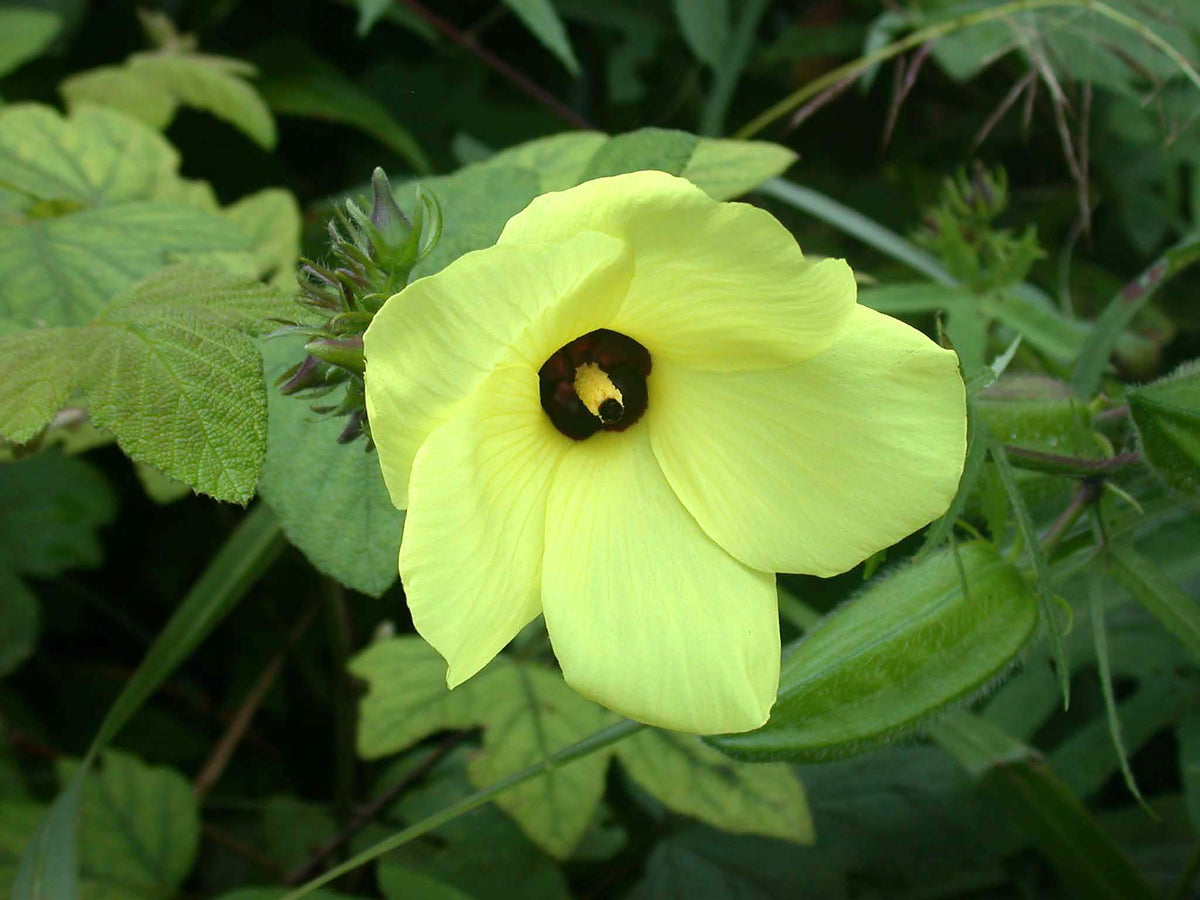 Mature Musk Okra plant growing in a home herb garden border under full sun.